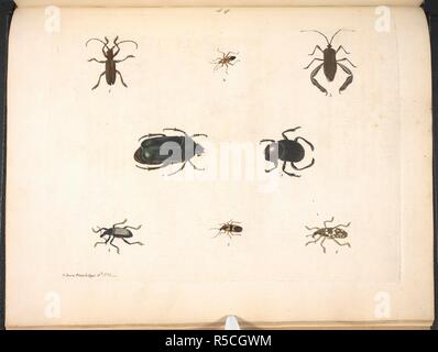 Divers les coléoptères. Nouvelles illustrations de zoologie, contenant cinquante planches enlumineÌes d'oiseaux curieux ... et quelques de quadrupeÌ€des, de reptiles et d'insectes, avec de courtes descriptions. systeÌmatiques (Nouvelles Illustrations de zoologie, etc.) Fr. & Eng. Londres : B. White, 1776. Source : 1255.k.9 49 plaque. Auteur : Brown, Peter. Banque D'Images