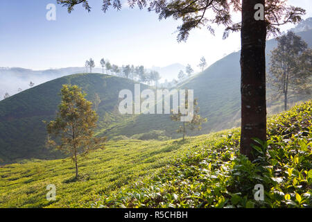 La plantation de thé, Munnar, Western Ghats, Kerala, Inde du Sud Banque D'Images