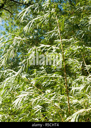 Stock Photo - les feuilles des arbres en été, la lumière à l'extérieur de texture background england uk Banque D'Images