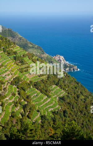 Vignes au-dessus de Manarola, Cinque Terre, Riviera di Levante, ligurie, italie Banque D'Images