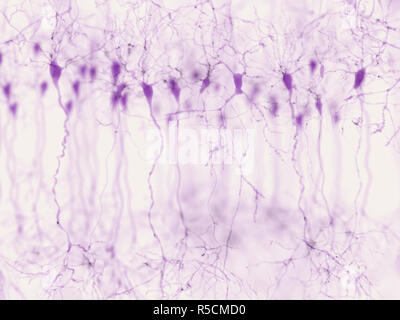 Les neurones pyramidaux dans le cortex cérébral, de l'illustration. Les neurones pyramidaux sont trouvés dans certaines zones du cerveau, notamment le cortex cérébral, l'hippocampe et l'amygdale. Ici, l'illustration montre les signaux synaptiques mis en évidence à l'aide d'une technique de microscopie à fluorescence. Banque D'Images