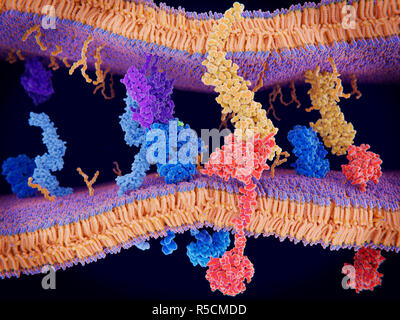 La mort cellulaire programmée dans le système immunitaire, de l'illustration. La protéine PD-1 (protéine de mort cellulaire programmée, 1 rouge) est vu l'extension de la surface de la membrane des cellules T (un voyage en bas), l'interaction avec la protéine ligand PD-L1 (orange) à partir d'une cellule présentant l'antigène (APC). Bien que le T-cell a été activé par l'interaction à gauche d'un récepteur des lymphocytes T (bleu) et une protéine CMH (violet), PD-1 régule et réduit cette activation. Il s'agit de ralentir les effets de T-cellules. Banque D'Images