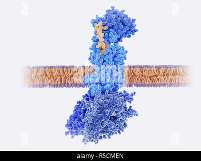 Peptide de la calcitonine lié à son récepteur, de l'illustration. Le peptide lié au gène de la calcitonine (CGRP, jaune) se lie à son récepteur (bleu) sur les membranes des neurones et des cellules musculaires lisses dans cerebral (cerveau) des vaisseaux sanguins. Ceci active une cascade de signaux par l'intermédiaire de protéines G (bleu foncé, centre inférieur) qui conduit à une dilatation des vaisseaux sanguins du cerveau (vasodilatation). C'est un facteur de troubles tels que les migraines, et le blocage de ce récepteur est un traitement potentiel pour les migraines. Banque D'Images