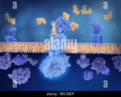 Peptide de la calcitonine lié à son récepteur, de l'illustration. Le peptide lié au gène de la calcitonine (CGRP, jaune) se lie à son récepteur (bleu) sur les membranes des neurones et des cellules musculaires lisses dans cerebral (cerveau) des vaisseaux sanguins. Ceci active une cascade de signaux par l'intermédiaire de protéines G, d'un bleu éclatant (centre inférieur) qui conduit à une dilatation des vaisseaux sanguins du cerveau (vasodilatation). C'est un facteur de troubles tels que les migraines, et le blocage de ce récepteur est un traitement potentiel pour les migraines. Banque D'Images