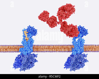 La thérapie de la migraine et des récepteurs CGRP, illustration. Les anticorps monoclonaux (rouge) sont utilisés pour bloquer le peptide lié au gène de la calcitonine (CGRP) récepteur (bleu). À gauche, le peptide lié au gène de la calcitonine (CGRP, jaune) se lie à son récepteur (bleu). Cela se produit sur les membranes des neurones et des cellules musculaires lisses dans cerebral (cerveau) des vaisseaux sanguins, l'activation d'une cascade de signaux par l'intermédiaire de protéines G (bleu foncé, en bas), qui conduit à une dilatation des vaisseaux sanguins du cerveau (vasodilatation). C'est un facteur de troubles tels que la migraine. Le blocage des récepteurs CGRP réduit le nombre d'attaques de migraine. Banque D'Images