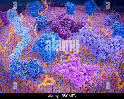 Les récepteurs des cellules T, de l'illustration. Gamme de protéines immunologiquement actives et d'un ion calcium channel, violet foncé (centre supérieur) sur la membrane d'un T-cell, une partie clé du système immunitaire. Ces protéines sont impliquées dans l'activation et la désactivation des T-cellules. Les protéines sont : TCR (bleu), CD-4 (bleu clair), CD-28 (bleu foncé), PD-1 (rose), CTLA-4 (violet). CD-4 et CD-28 activer les lymphocytes T, alors que PD-1 et CTLA-4 inhibent l'activation des cellules. Banque D'Images