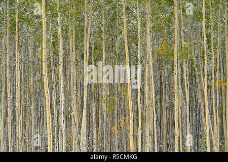 Bois d'aspen boréale début septembre avec la neige, sentier de la Liard, Territoires du Nord-Ouest, Canada Banque D'Images