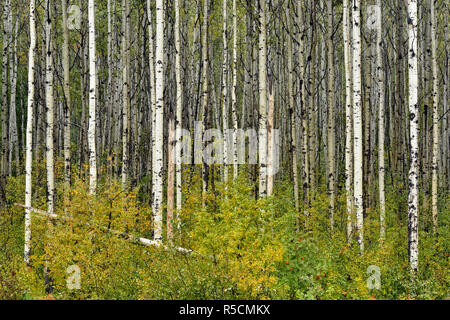 Bois d'aspen boréale début septembre avec la neige, Territoires du Nord-Ouest, Canada Banque D'Images