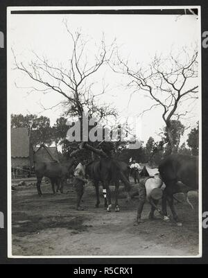 13e hussards horselines et bivouacs [Aire, France]. Troopers grooming leurs chevaux, 25 juillet 1915. Dossier de l'armée indienne en Europe durant la Première Guerre mondiale. 20e siècle, le 25 juillet 1915. Argentiques. Source : Photo 24/(108). Auteur : Big Sur, H. D. Banque D'Images