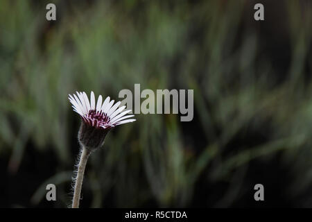 Wild blanc et violet fleurs Daisy (castalis spectabilis) dans champ brûlé Banque D'Images