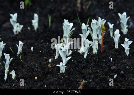 Plantes à feuilles gris lumineux passant de sol couvert de cendres Banque D'Images