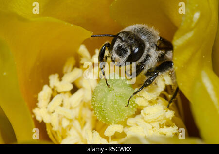 Le bout Orange, Lithurgopsis Woodborer apicalis, homme dans le figuier de barbarie, Opuntia phaeacantha, blossom Banque D'Images