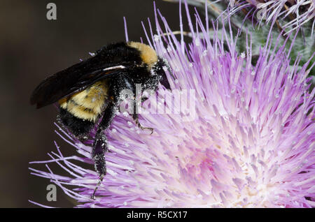 Bourdon américain, Bombus pensylvanicus, sur thistle, Cirsium sp. Banque D'Images