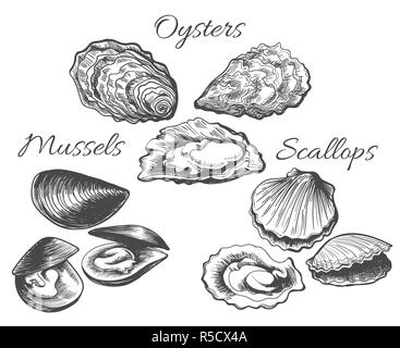 Les huîtres et les pétoncles de croquis. Fruits de mer palourdes et moules d'encre vector hand drawn vector illustration Illustration de Vecteur