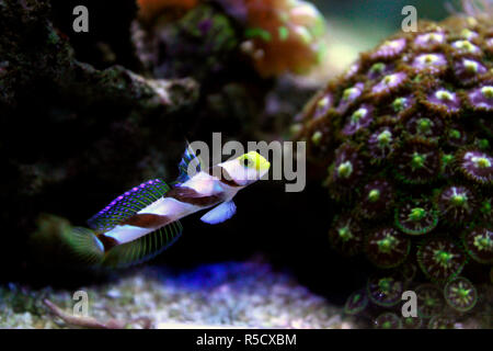 Fin de longues bandes rouges - Gobie (Stonogobiops nematodes) Banque D'Images