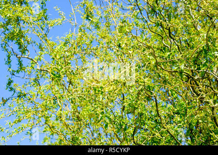 Willow Tree. L'essor et l'arbre de saule en fleurs au printemps contre le ciel. Banque D'Images