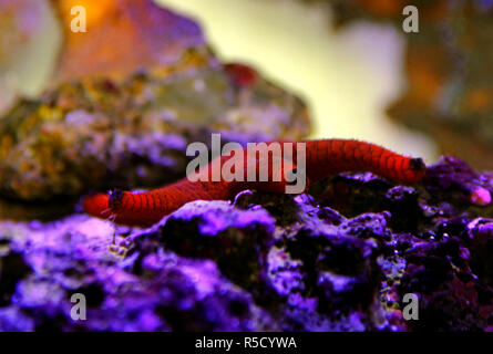 Fromia sp. Seastar est grand plus pour aquariums d'eau salée Banque D'Images