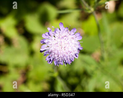 Field scabious (Knautia arvensis) Close up Isolated Banque D'Images