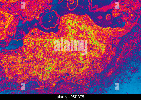 Micrographe de tissus de poissons rouges à des dizaines de grossissements Banque D'Images