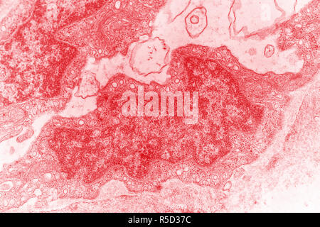 Micrographe de tissus de poissons rouges à des dizaines de grossissements Banque D'Images