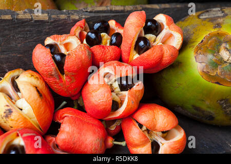 L'ackee & Coco, Morant Bay, paroisse de St. Thomas, Jamaïque, Caraïbes Banque D'Images