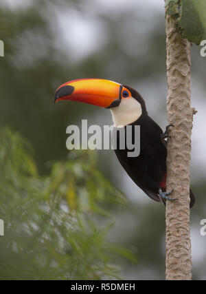 Toucan toco Banque D'Images