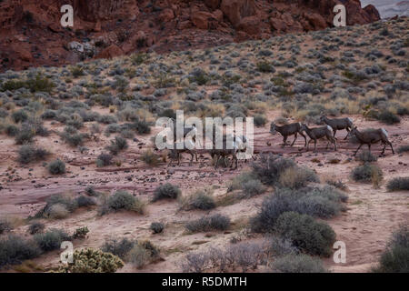 Une famille de femmes de Mouflons du désert dans la Vallée de Feu State Park. Prises dans le Nevada, United States. Banque D'Images