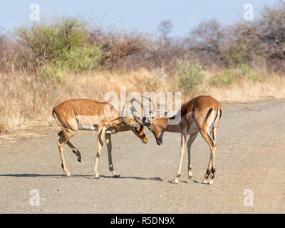 Impala béliers combats sur un chemin de terre en Afrique australe Banque D'Images