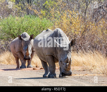 Une paire de rhinocéros blanc du sud de savane africaine Banque D'Images