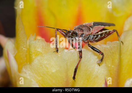 Apiomerus spissipes, Bug Assassin, sur le figuier de barbarie, Opuntia phaeacantha, blossom Banque D'Images