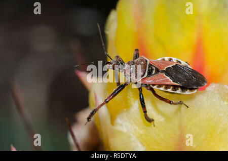 Apiomerus spissipes, Bug Assassin, sur le figuier de barbarie, Opuntia phaeacantha, blossom Banque D'Images