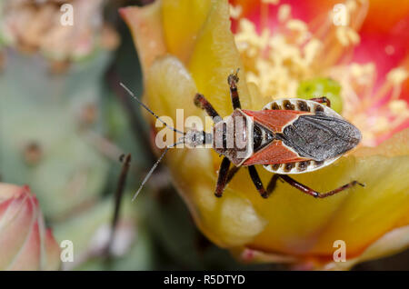 Apiomerus spissipes, Bug Assassin, sur le figuier de barbarie, Opuntia phaeacantha, blossom Banque D'Images