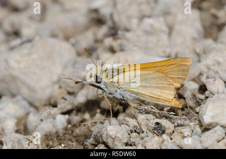 Skipperling orange, Oarisma aurantiaca, boue-boue Banque D'Images