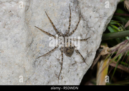 Thinlegged Wolf Spider, Pardosa sp. Banque D'Images