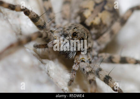 Thinlegged Wolf Spider, Pardosa sp. Banque D'Images