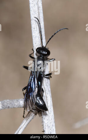 Thread-guêpe Wasp, Sphecidae, lissage Banque D'Images