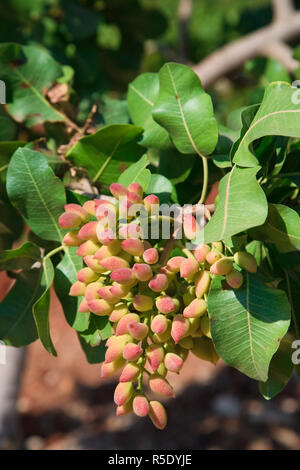 La Syrie, Hama, Syrie Plantation pistache (Pistacia vera) Banque D'Images