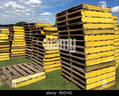 Plusieurs piles de palettes en bois jaune pour le transport sur le terrain de gazon Banque D'Images