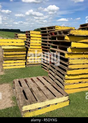 Plusieurs piles de palettes en bois jaune pour le transport du matériel roulant de l'herbe sur le terrain Banque D'Images