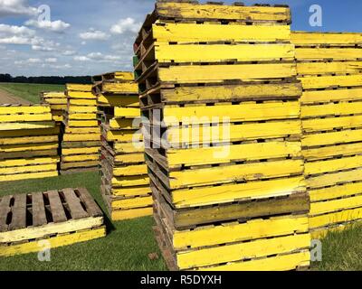 Plusieurs piles de palettes en bois jaune pour le transport sur le terrain de gazon Banque D'Images