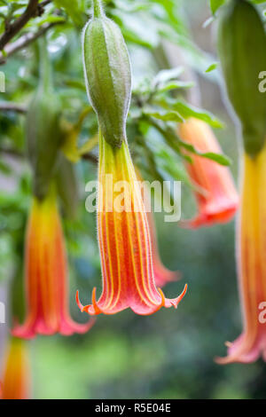 Anges brugmansia sanguinea Brugmansia sanguinea () Banque D'Images