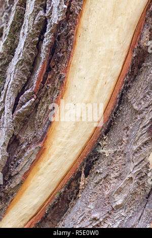 Tronc de l'arbre à l'écorce détachés - storm pause après une tempête Banque D'Images