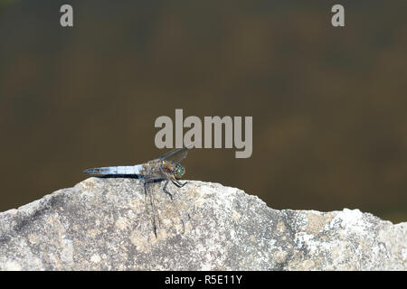 Grand bleu libellule Orthetrum cancellatum (lance) Banque D'Images