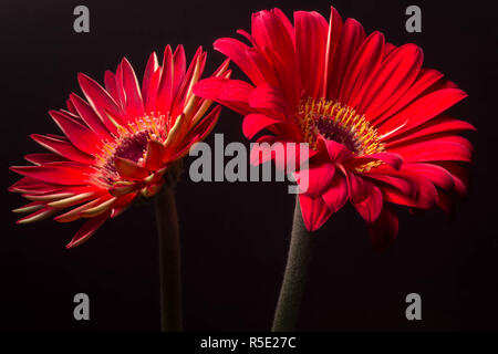 Un Low-Key photo de deux des Gerberas Banque D'Images