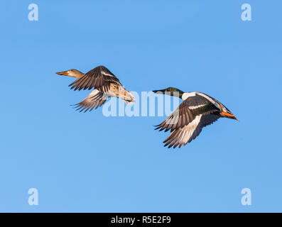 Une paire de canards canards souchets, hommes et femmes, sont capturés en vol contre un ciel bleu profond. Banque D'Images