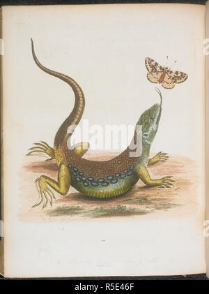 Le grand lézard vert et repéré. Un papillon. Une histoire naturelle des oiseaux rares, et de certaines autres espèces rares et animaux auxquels s'est ajoutée une idée générale du dessin et de la peinture dans des couleurs de l'eau ; avec des instructions pour la gravure sur cuivre avec Aqua Fortis : de même quelques réflexions sur l'adoption d'oiseaux, etc. Londres, 1743-51. Source : 435.g.3, page 202. Langue : Anglais. Auteur : EDWARDS, GEORGE. Banque D'Images