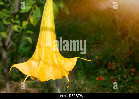 Jeunes fleurs de citrouille de plantes grimpantes sur l'arrière-plan de feuilles vertes dans une atmosphère détendue. Cucurbita moschata. Pumpkin Banque D'Images