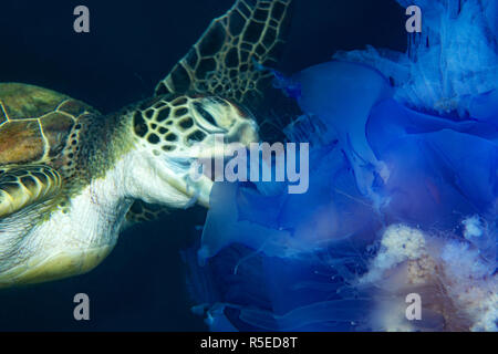 Manger une tortue verte méduses bleues Banque D'Images