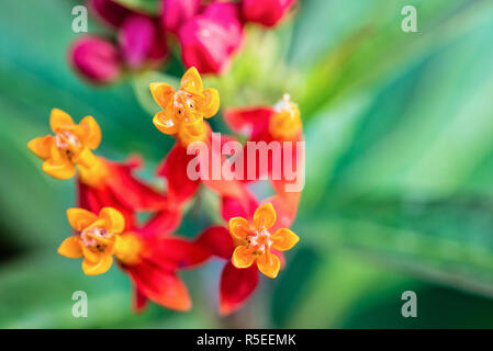 Asclepias curassavica flower Banque D'Images