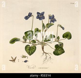 Viola canina. Plante à fleurs bleues. Les Fleurs du Mal/1861/sépulture de la flore ou de plaques et des descriptions de ces plantes comme l'état sauvage dans les environs de Londres. Londres, 1777. . . Source : 1823.f.4 volume 2, la plaque 238. Auteur : Curtis, William. Banque D'Images